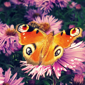 Flower, butterfly, Flower, butterfly,